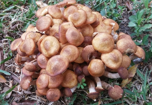 В Саратовской области растет число случаев отравления грибами